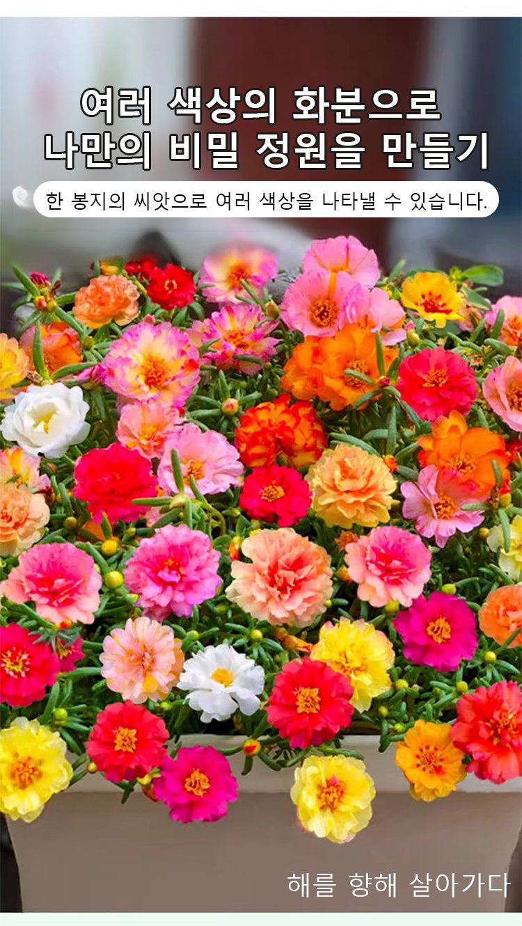 초보자도 쉽게 키우는 채송화 씨앗