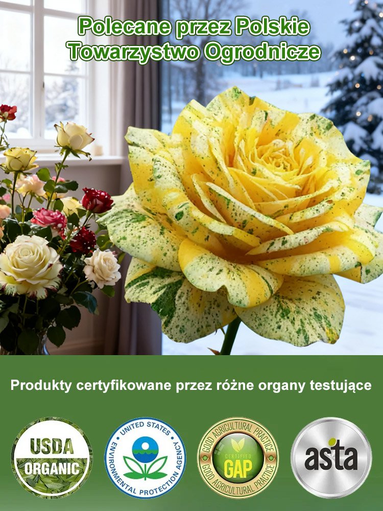 Nasiona wielogłowego plamistego róży.