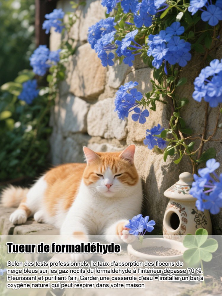 Graines de Plumbago rampant, floraison toute l'année, parfum envoûtant