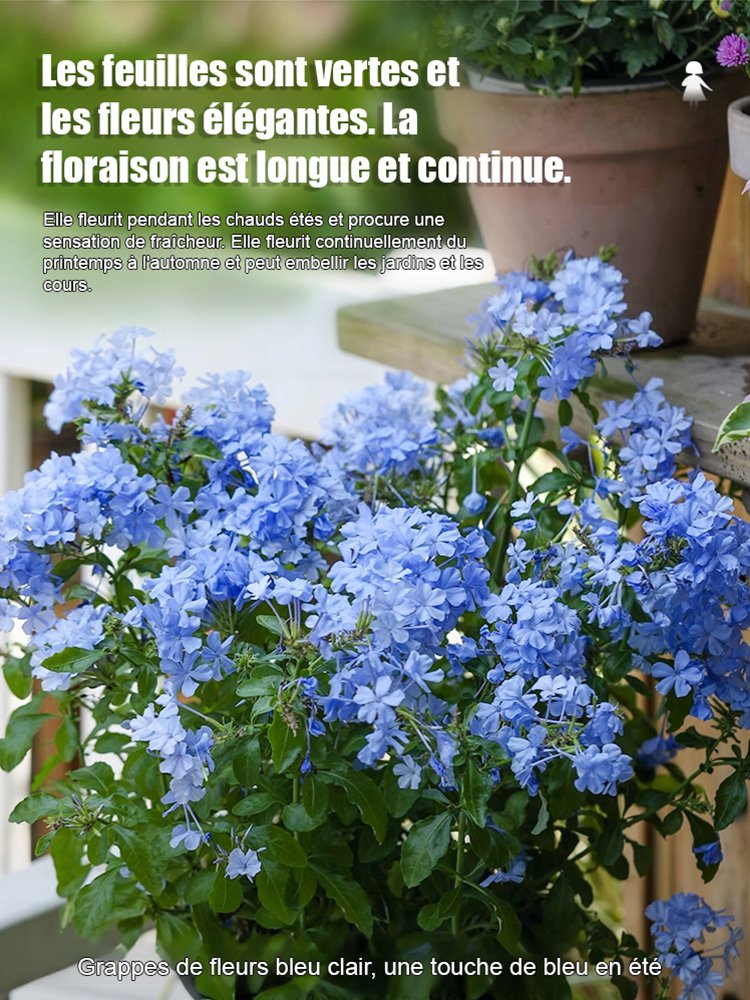 Graines de Plumbago rampant, floraison toute l'année, parfum envoûtant