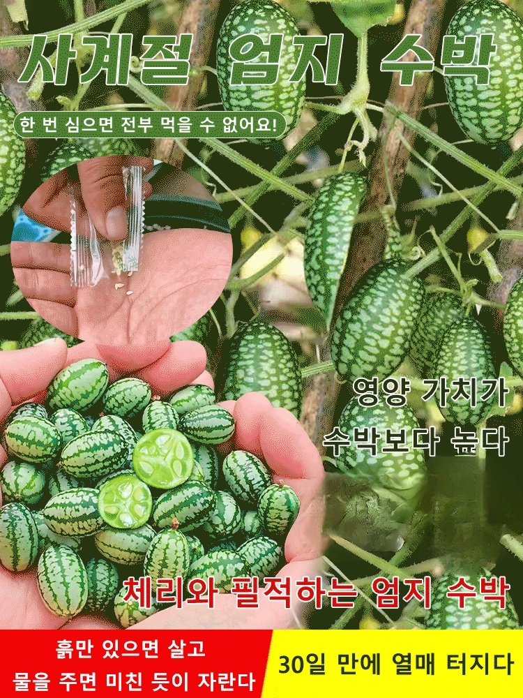 【쉽게 재배】엄지 수박 씨앗