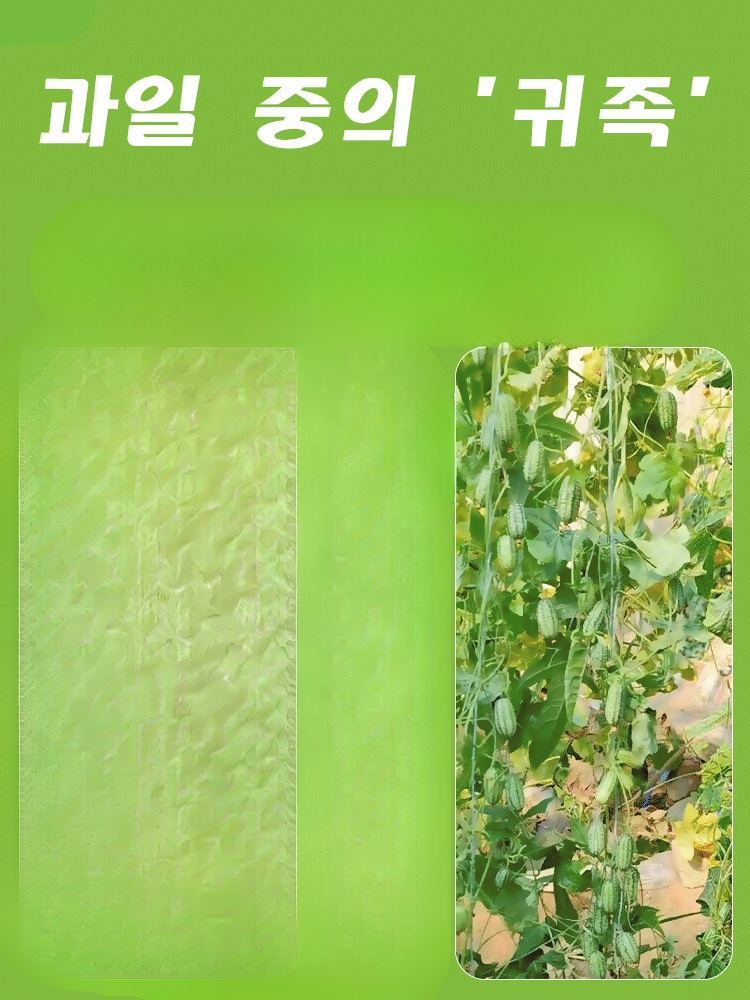 【쉽게 재배】엄지 수박 씨앗