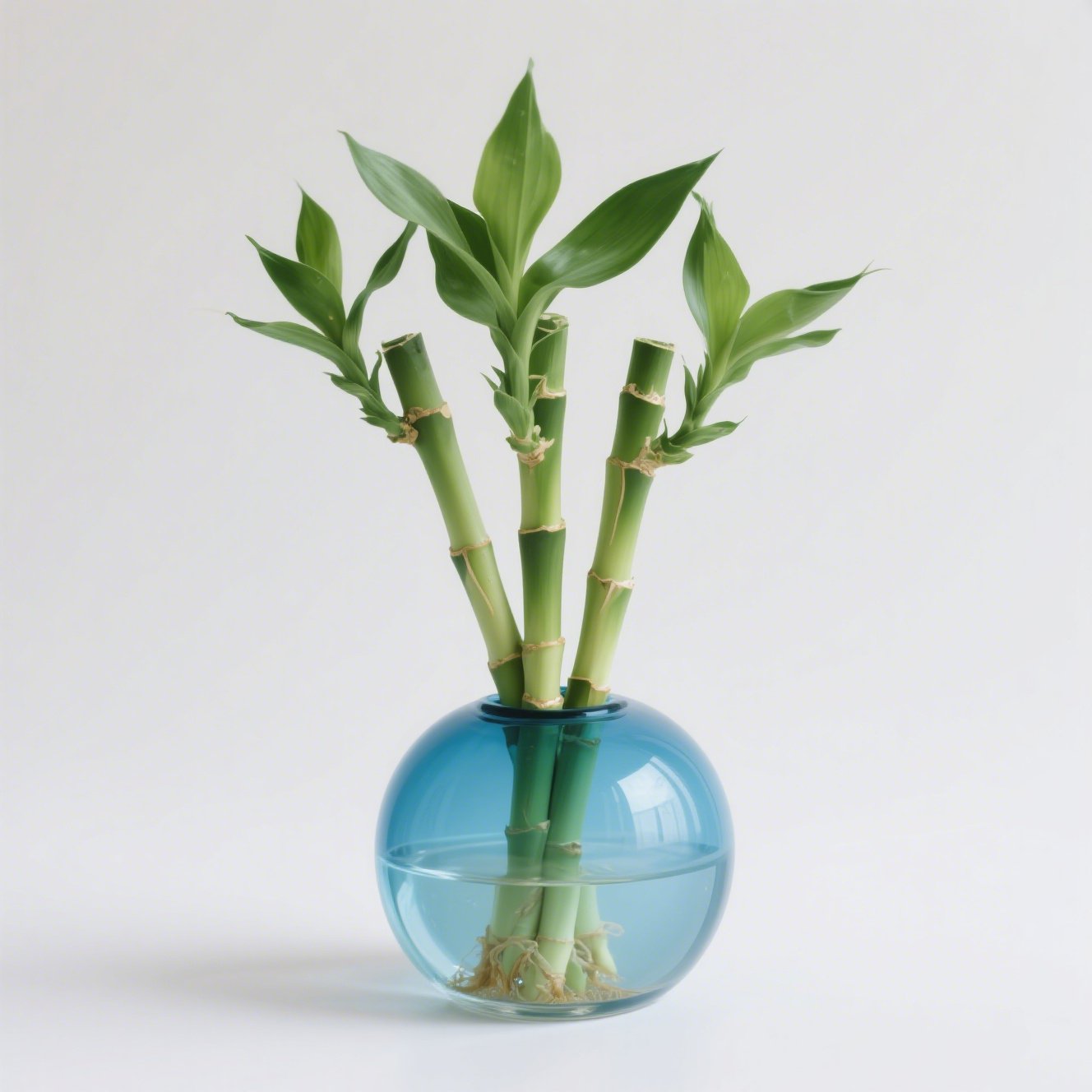 인테리어용 그린 플랜트