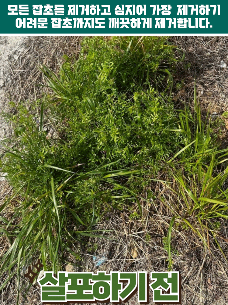 【1병으로 10,000㎡ 제거 가능】2025 초강력 제초제❤️10분 만에 1000종 이상의 내성 잡초 박멸