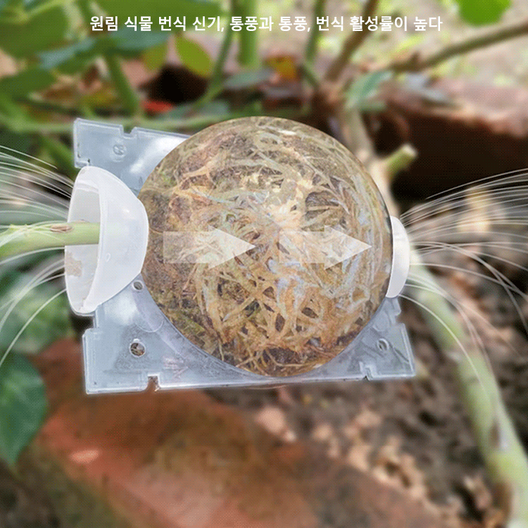 식물 고압 번식 상자