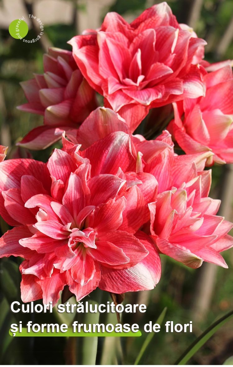 翻译件-JS-浓香型四季开花朱顶红种球-1263668-系统_04.jpg
