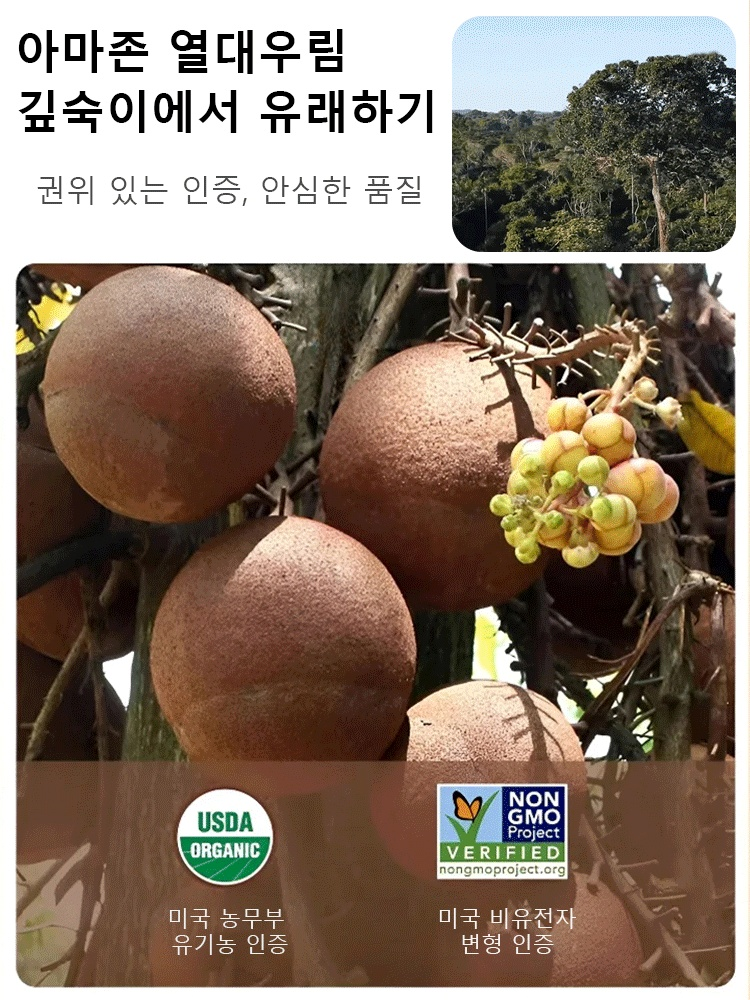 신상 오리지널 간 보호 브라질너트