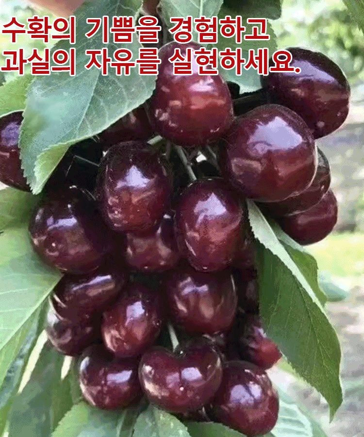체리나무 묘목