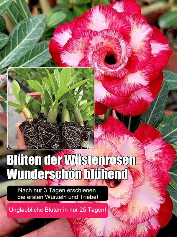 【Mit Wasser gedeiht es 100 Jahre】Wüstenrosen-Zwiebelblume
