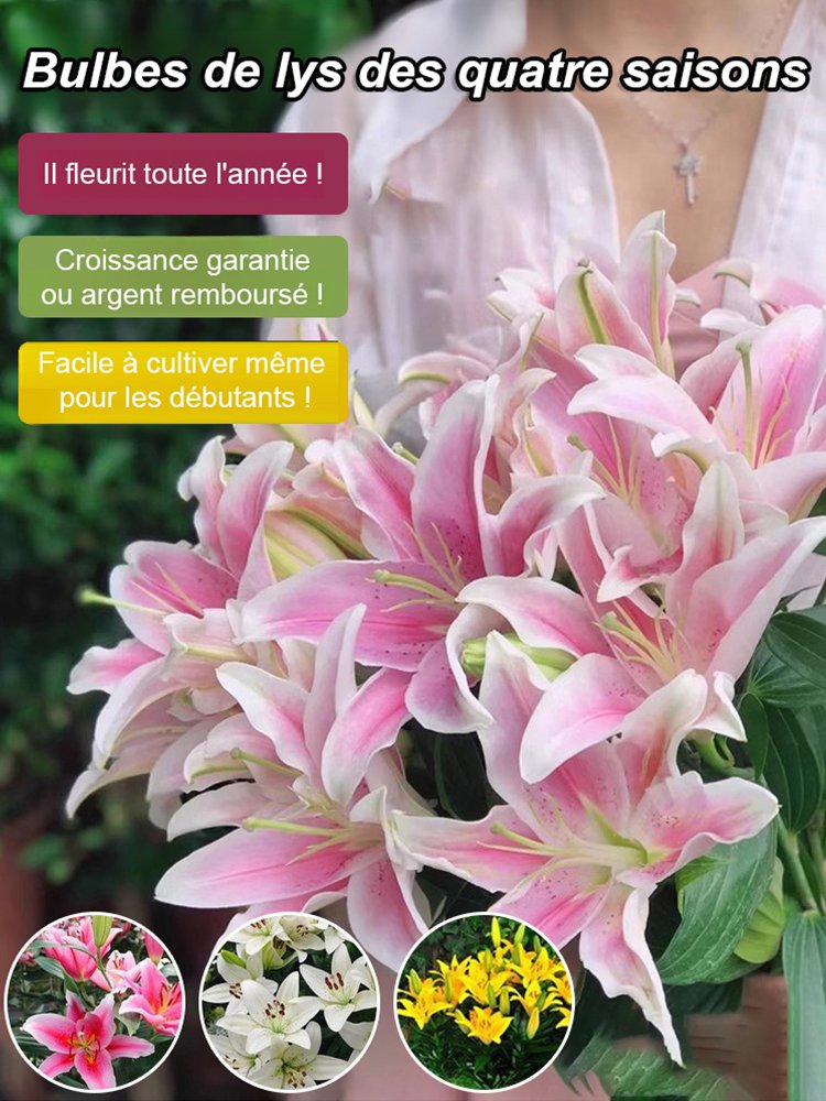 Lys bulbeux fleuri toute l'année