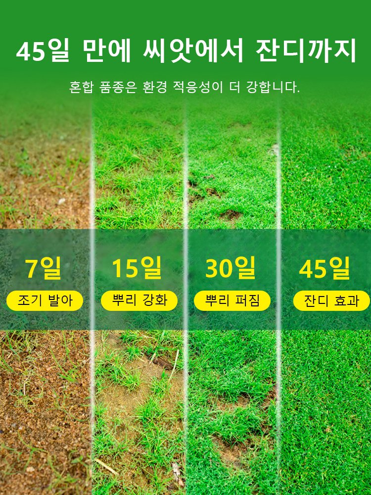 3cm 기적잔디