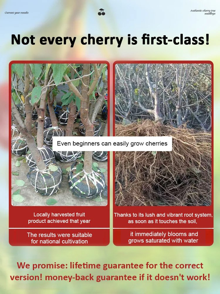 【Results from that year】Cherry saplings