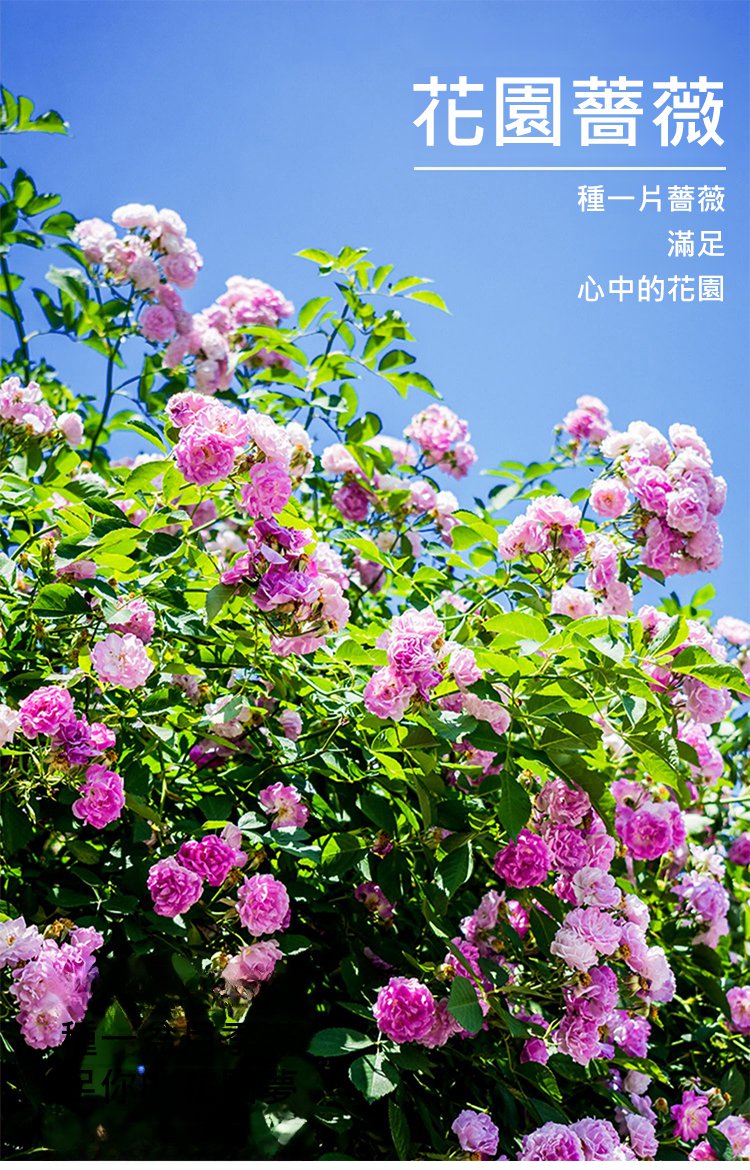 翻译件-JC-【全年开花】爬藤蔷薇花种子-1189715-系统_01.jpg