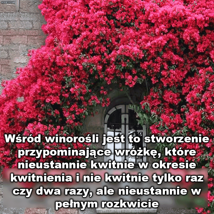 Rozkwit tysięcy kwiatów Nasiona czerwonego drewna wspinającego się po ścianach