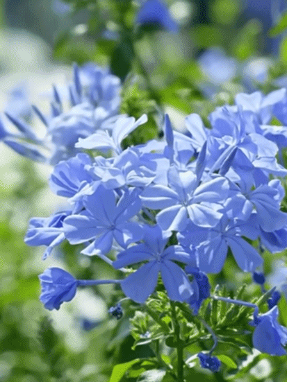 Graines de Plumbago rampant, floraison toute l'année, parfum envoûtant