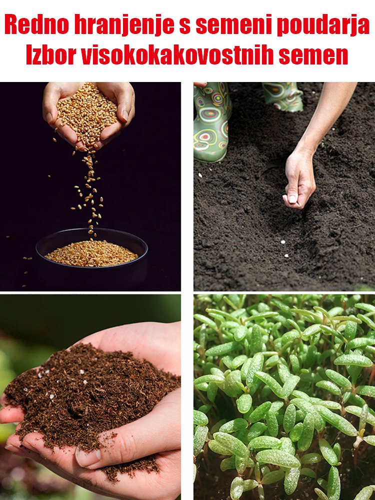 Plezajoča trta cvetlična semena vrtnic