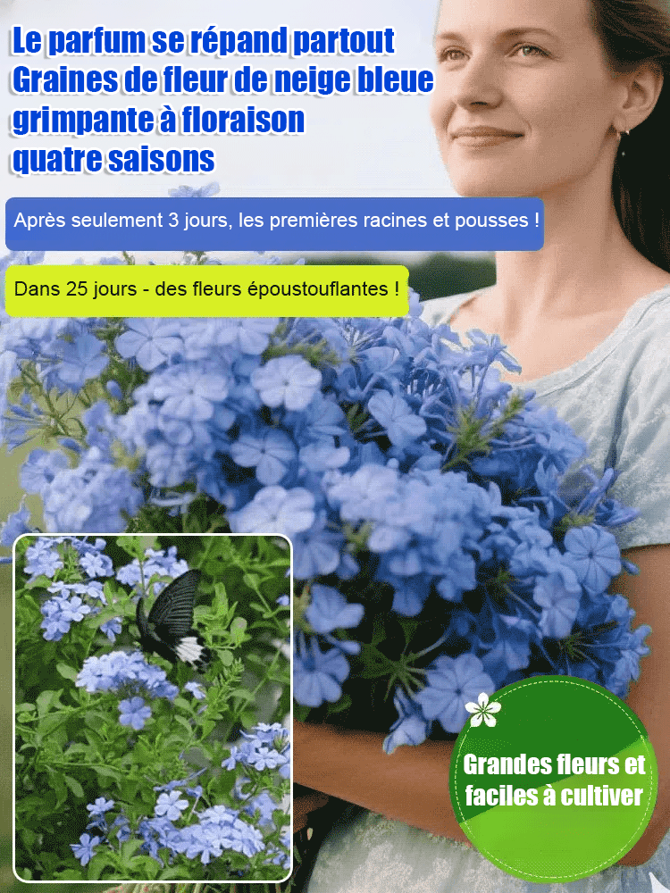 Graines de Plumbago rampant, floraison toute l'année, parfum envoûtant