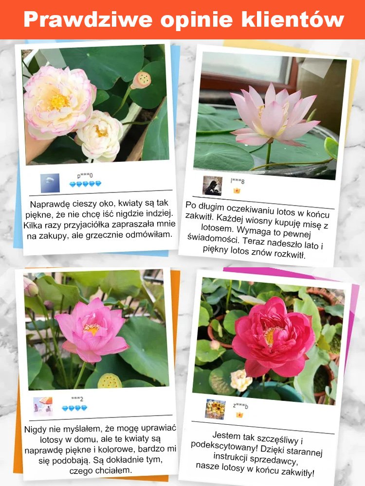 【Może kwitnąć normalnie do -20℃】Zimowe dekoracyjne nasiona lotosu do uprawy wodnej