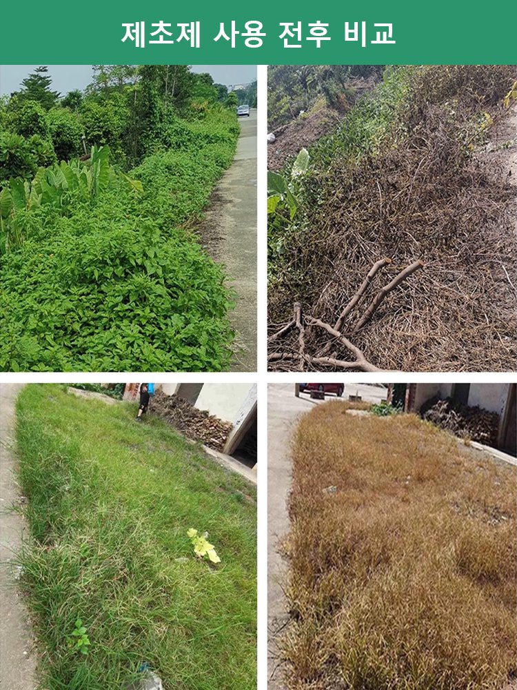 빠른 제초제, 깊은 뿌리 썩음 왕