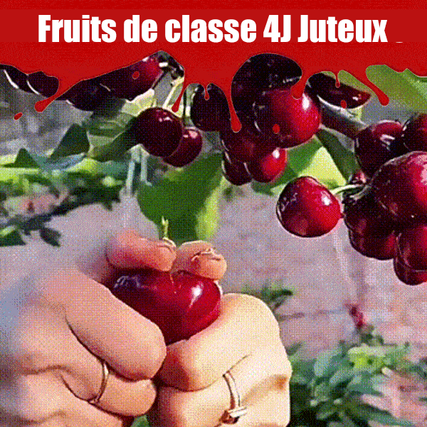 Graines de cerises importées du Chili