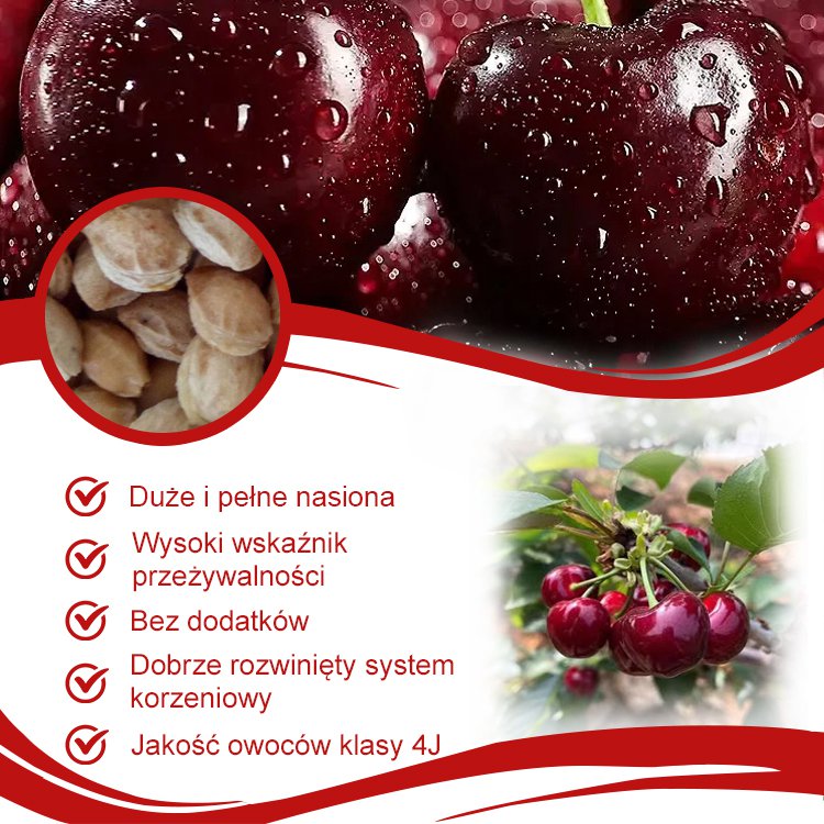 Wszystkie importowane nasiona wiśni