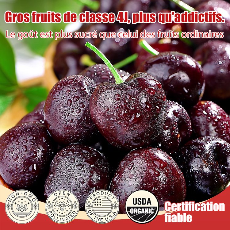 Graines de cerises importées du Chili