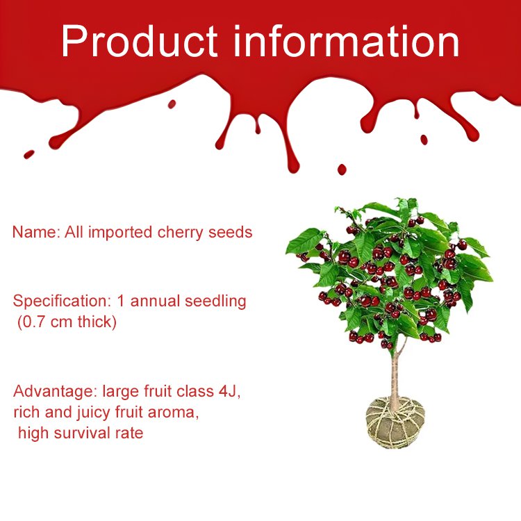 Fully Imported Chilean Chelsea Seeds