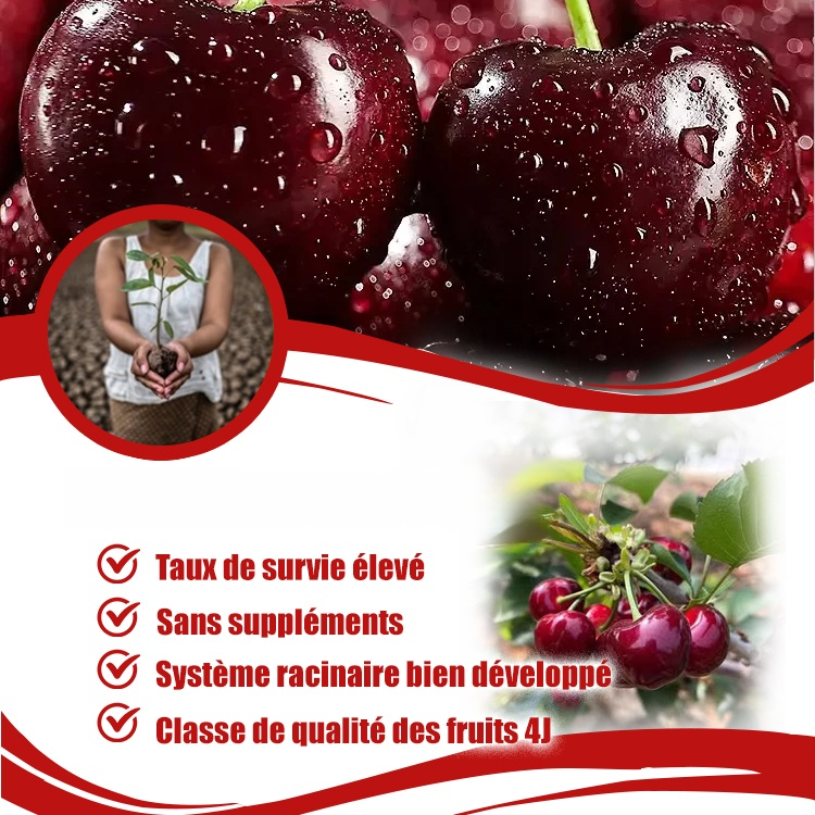 Graines de cerises importées du Chili