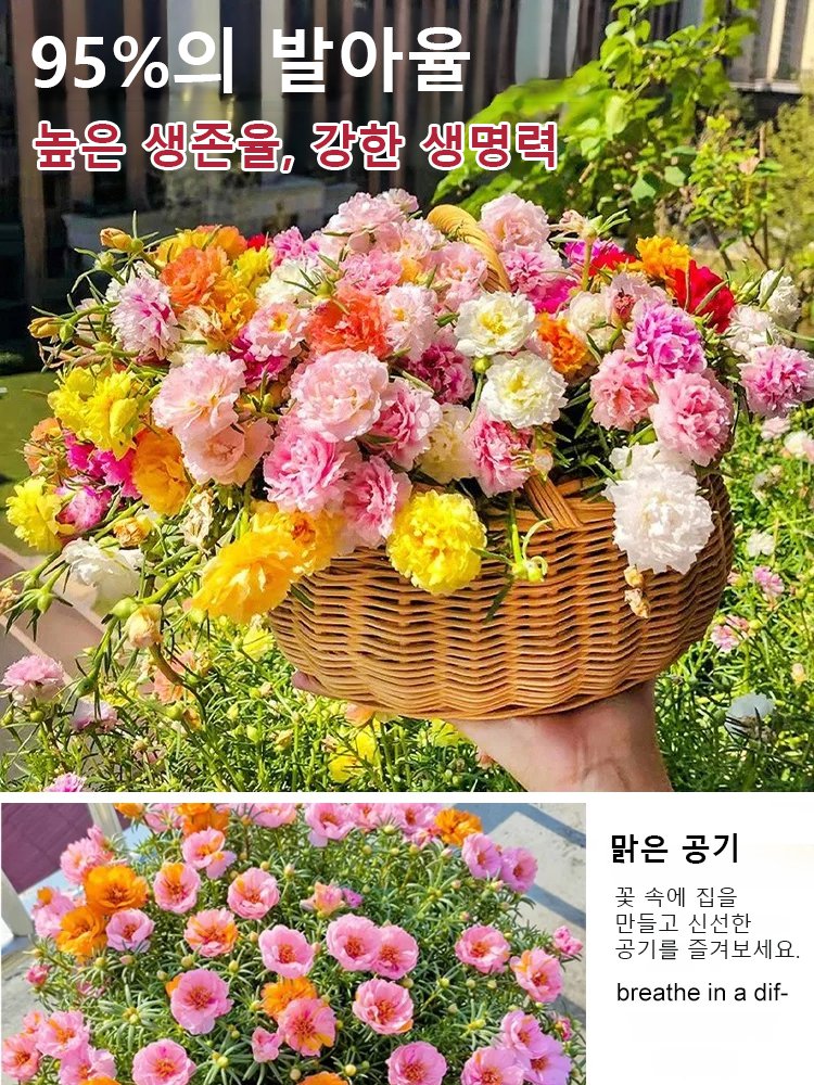 사계절 겹꽃잎 채송화 씨앗