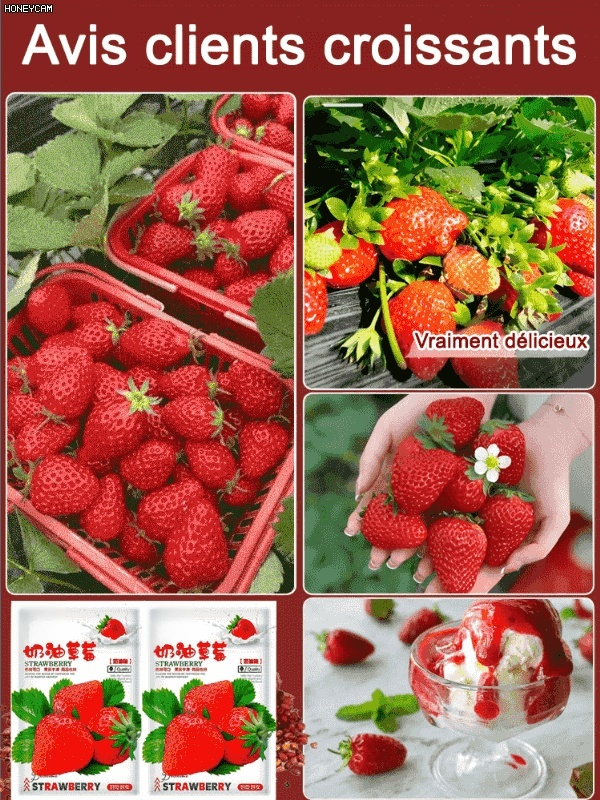 Graines de fraises à la crème super sucrées et juteuses