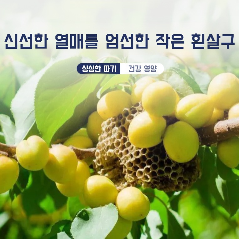 작은 백은 먹는 것을 좋아하는 살구 건조 과일 달콤하고 상큼한 맛의 과일 건조 과일입니다