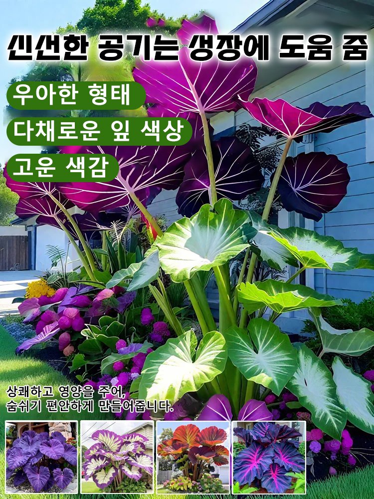 【다양한 색상 선택 가능】칼라듐 원예 씨앗