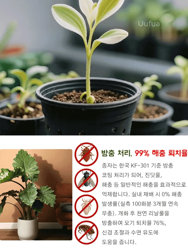 【다양한 색상 선택 가능】칼라듐 원예 씨앗