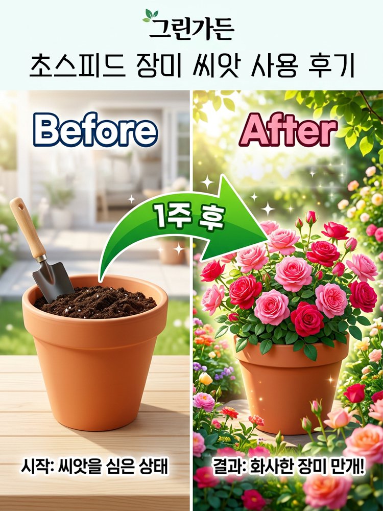 【비료 증정】다채로운 향기 가득 장미 꽃바다 씨앗