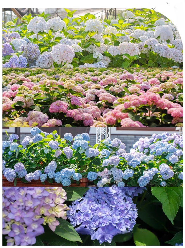 翻译件-JS-四季开花草莓绣球花种-1268048_13.jpg