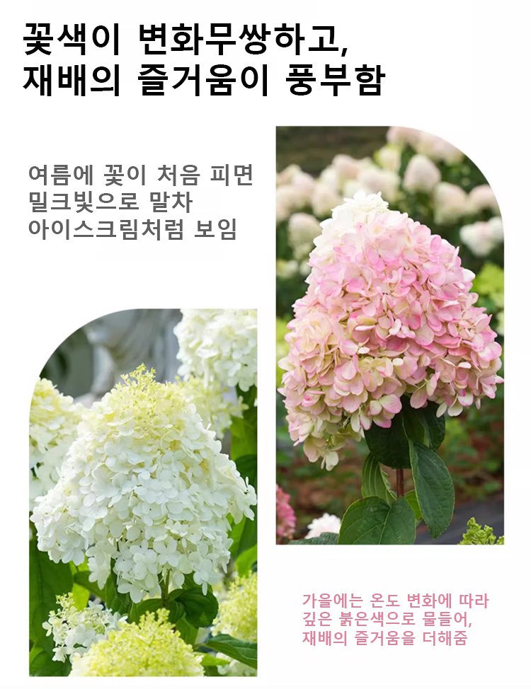 翻译件-JS-四季开花草莓绣球花种-1268048_07.jpg