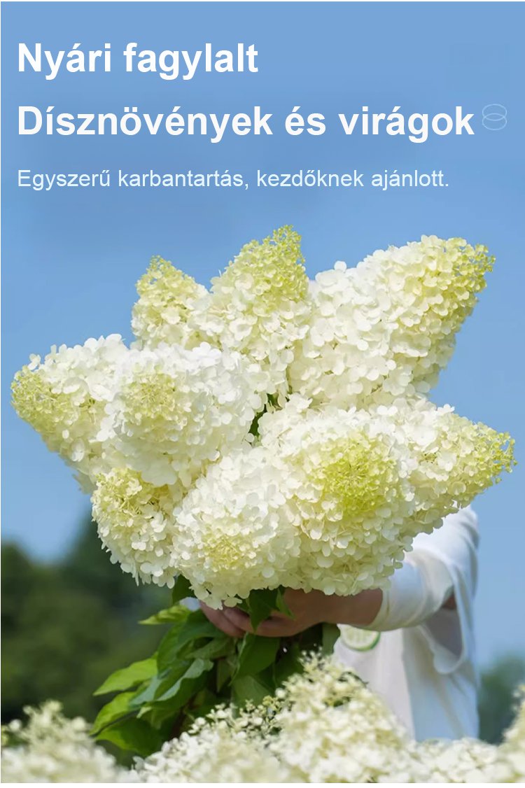 翻译件-JS-四季开花草莓绣球花种-1268048-系统_04.jpg