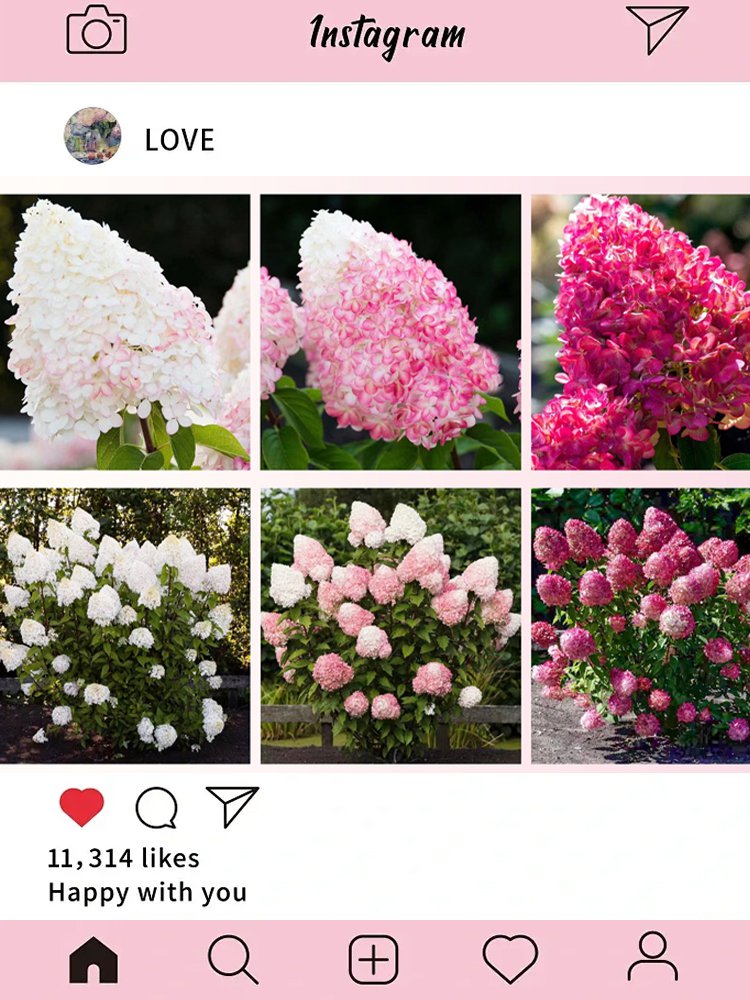 사계절 개화 딸기 수국 씨앗