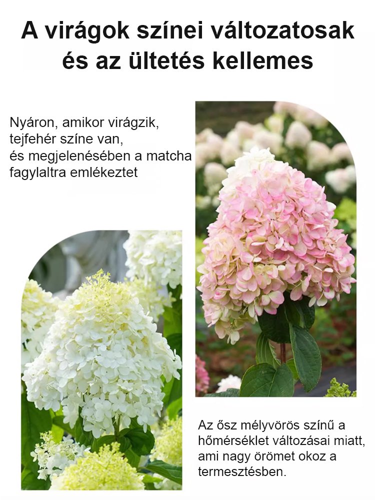 翻译件-JS-四季开花草莓绣球花种-1268048-系统_06.jpg