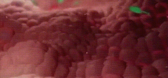 翻译件-X2022102703H-South-Moon紫花地丁皮肤止痒修护膏-wz_30.gif