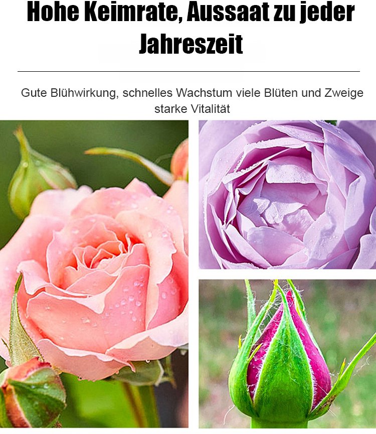 Pflegeleichte Kletterrosen für Balkon und Terrasse