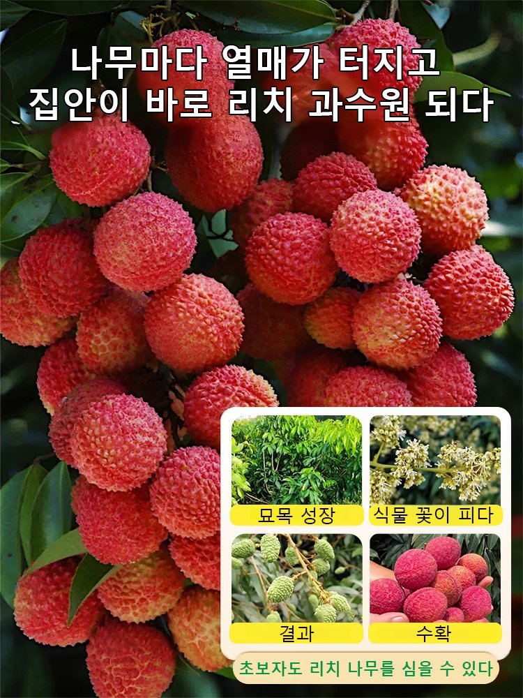 고품질 리치 씨앗