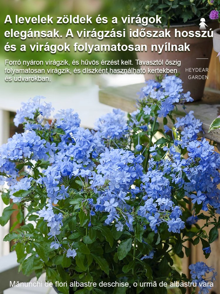 【Több ezer kilométeren át illatos】Kék hópehely magok