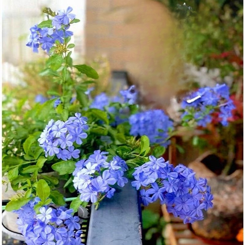 Graines de Plumbago rampant, floraison toute l'année, parfum envoûtant