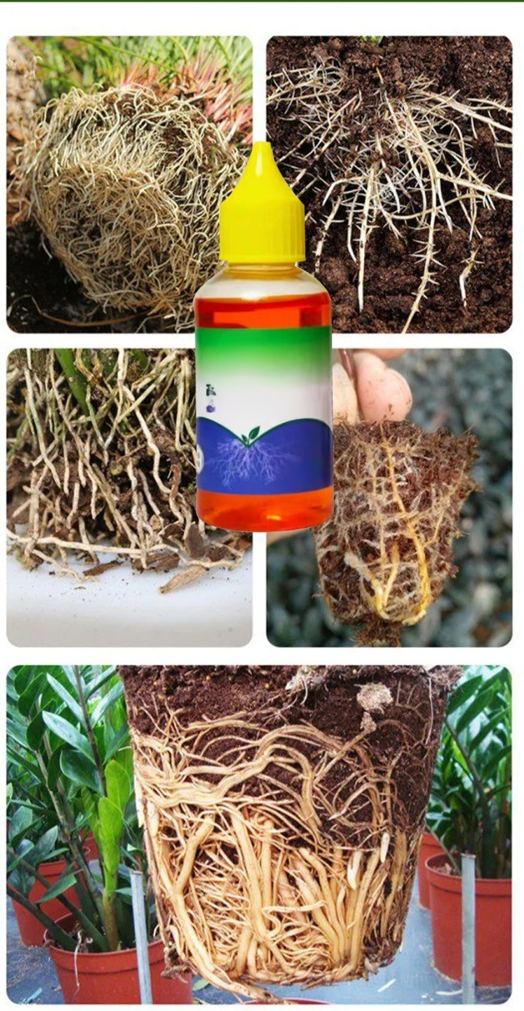 Sadzonka z nowymi korzeniami po użyciu płynu ukorzeniającego