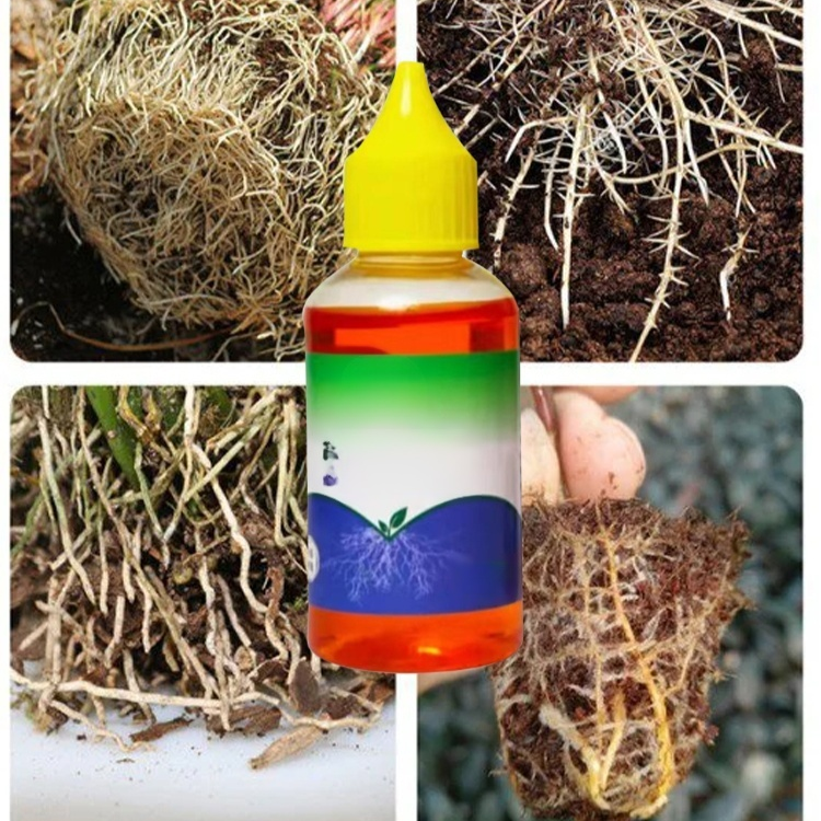 [Siedem dni na eksplozję korzeni] Płyn szybko ukorzeniający