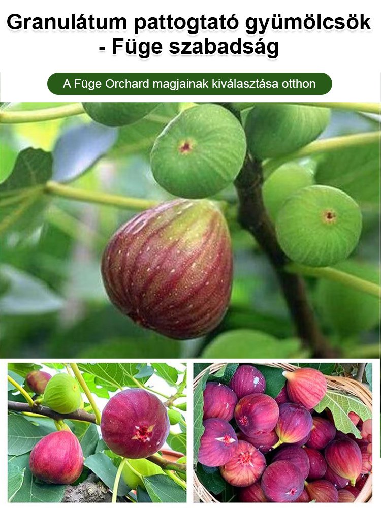 【Magas tápértékű】füge magok
