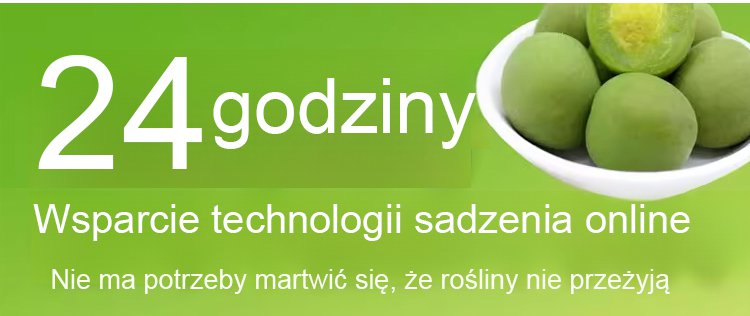 Śliwa miodowa w sadzie – dojrzałe owoce