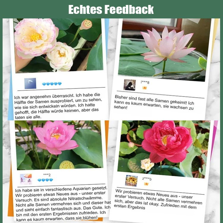 【Glücksbringer】Dekorative Wasserkulturlotus.