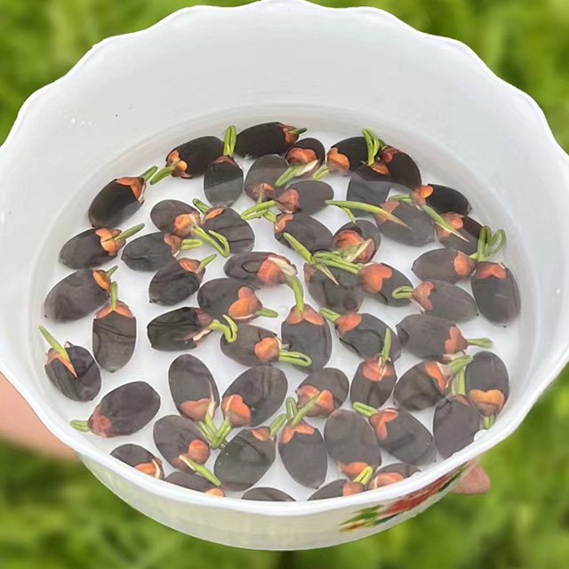 HFH-【Překládka štěstí】 Okrasná hydroponická mísa lotos